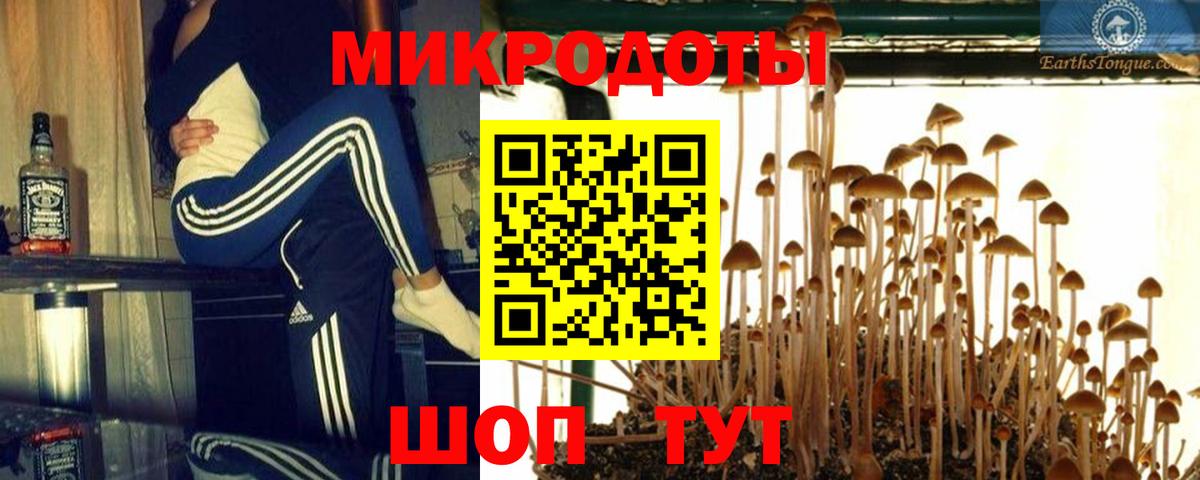 Псилоцибиновые грибы Psilocybe Бирск